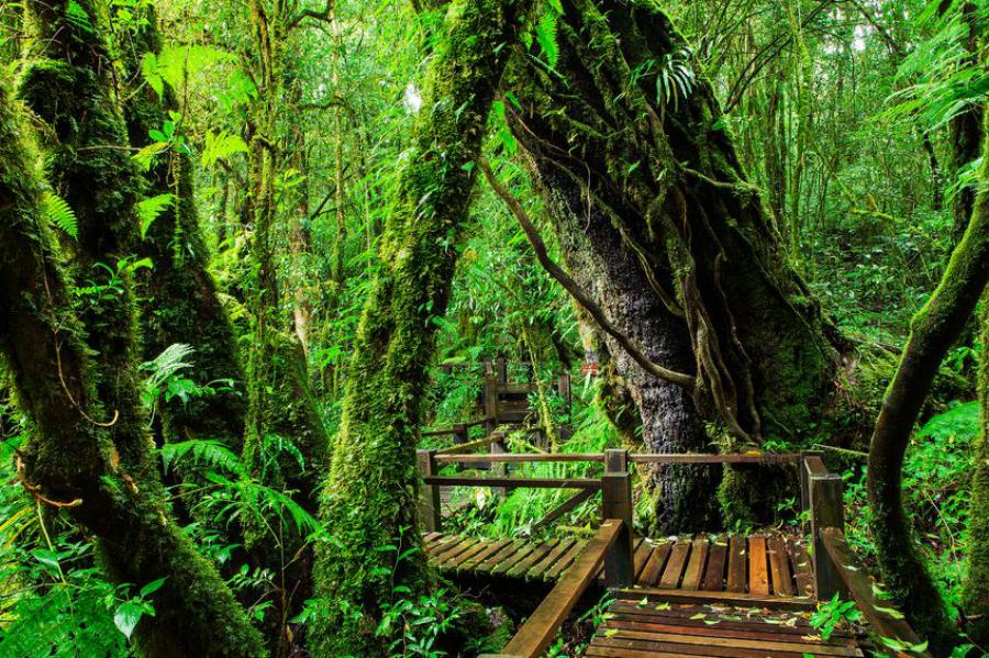 Doi Inthanon National Park Guided Tours