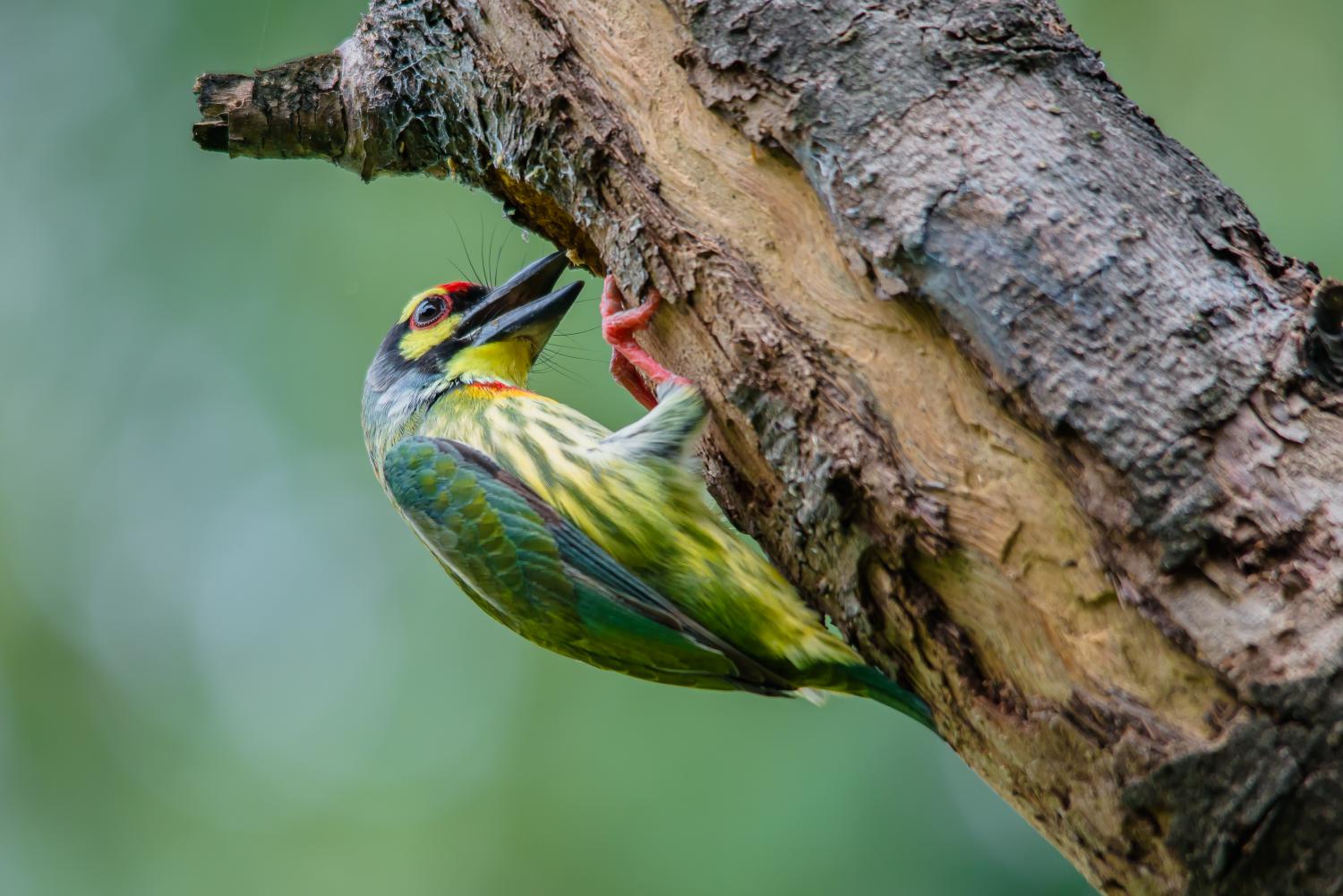 can a barbet live in pakistan