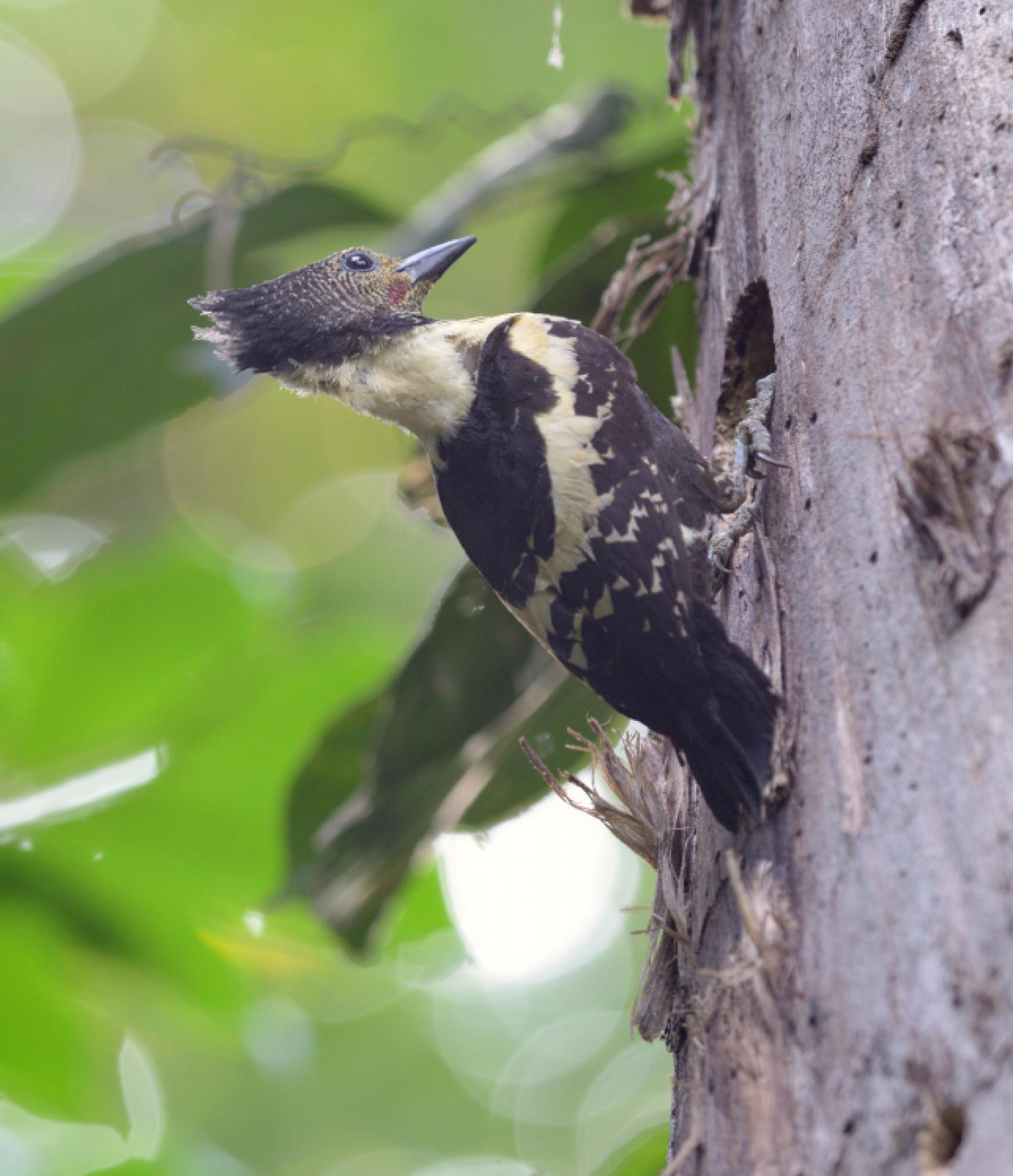 Black-and-buff woodpecker (Meiglyptes jugularis)