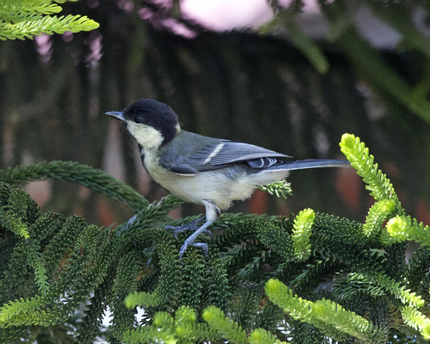 Cinereous tit (Parus cinereus)