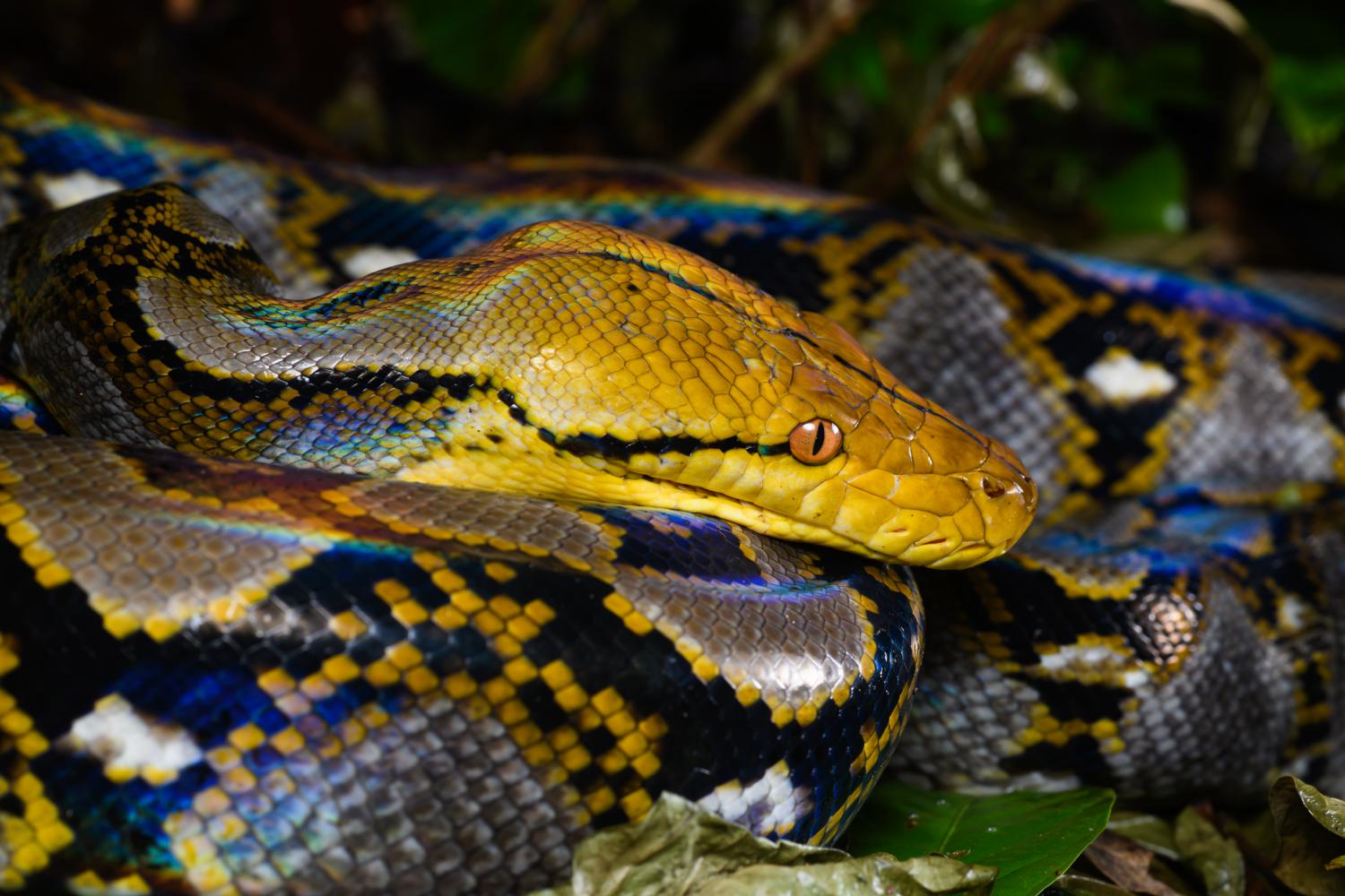 Reticulated Python Malayopython Reticulatus 