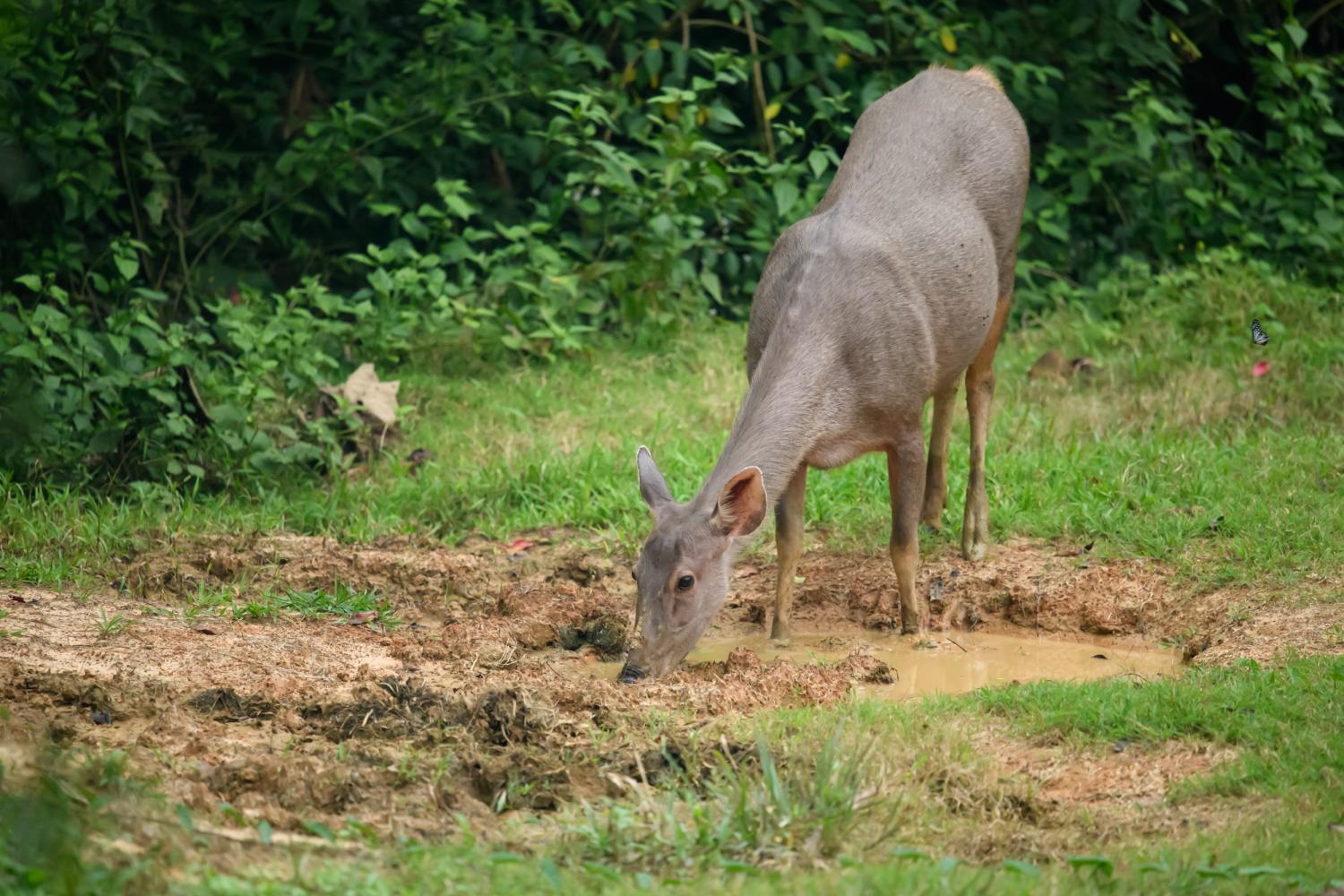 Sambar Deer Rusa Unicolor 