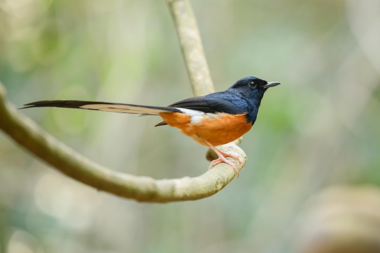 White Rumped Shama Catch Brance In Boskage.The Bird That Call