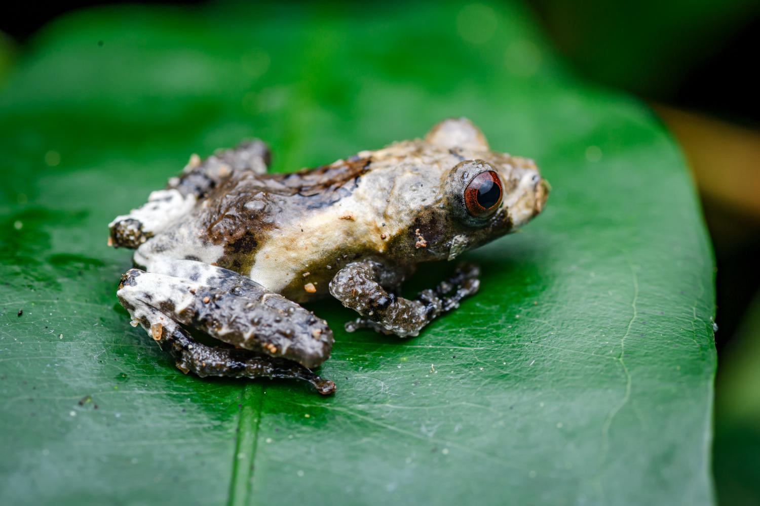 Larut bug-eyed frog (Theloderma asperum)