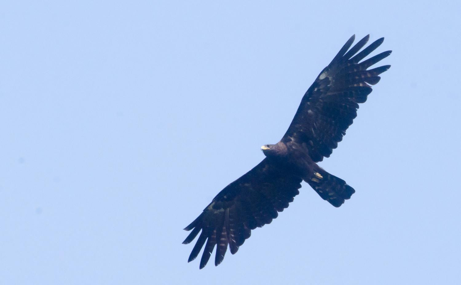 Black Eagle - Wikidata