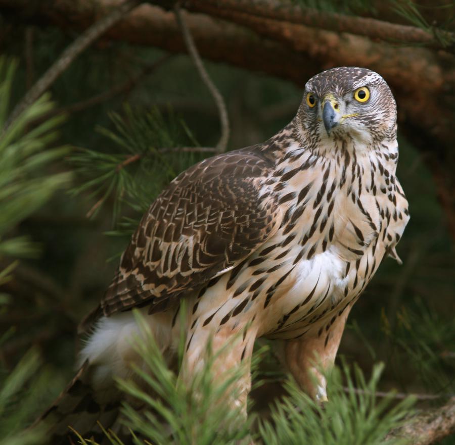 northern-goshawk-accipiter-gentilis