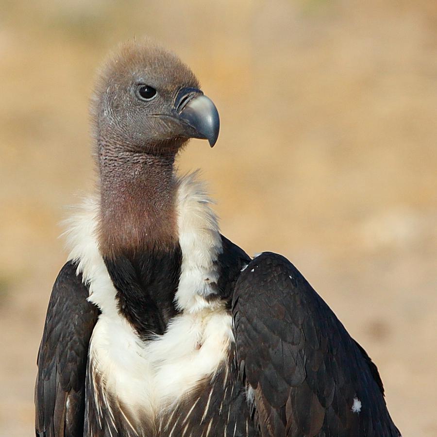 white rumped vulture