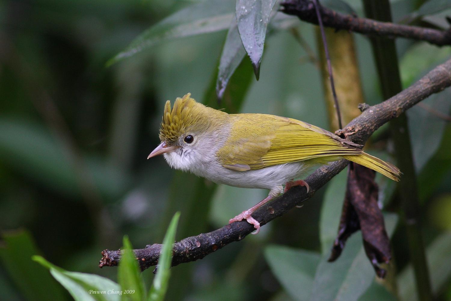 White-bellied erpornis (Erpornis zantholeuca)