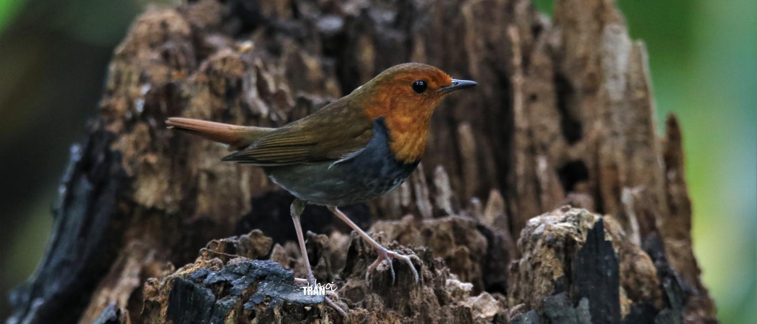 European robin - Wikipedia