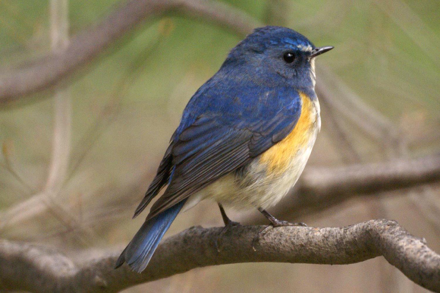 Stock photo of Red flanked bluetail {Tarsiger / Erithacus cyanurus