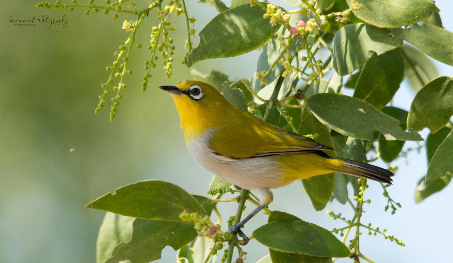 oriental white eye bird food