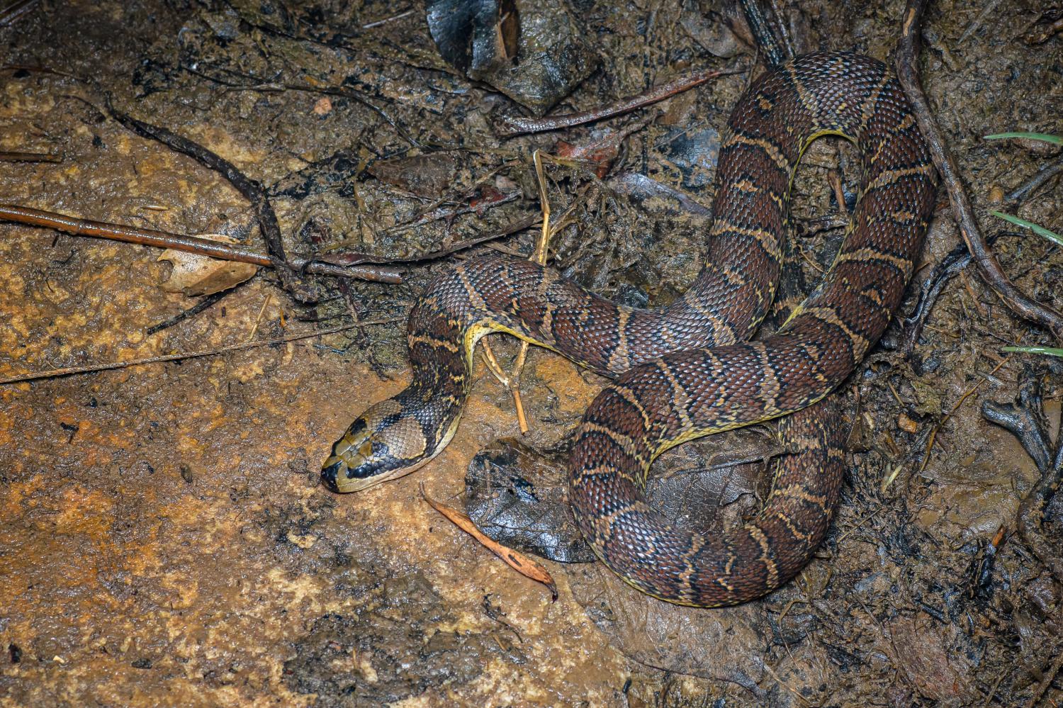 Jodi's Pipe Snake – Reptiles and Amphibians of Thailand