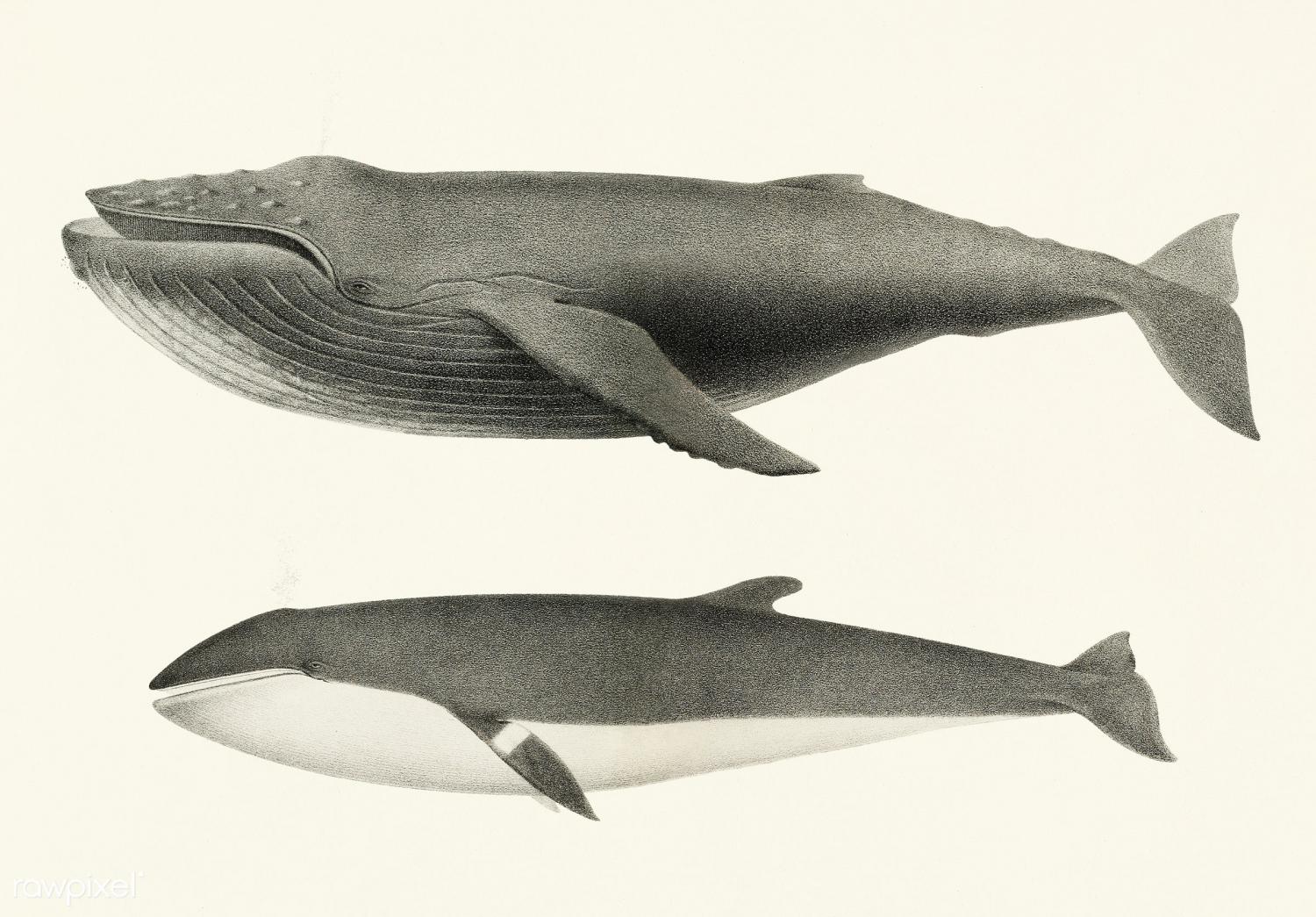 Minke Whale (Balaenoptera Acutorostrata)