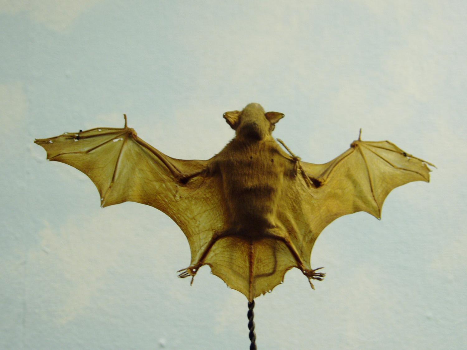 lesser-bamboo-bat-tylonycteris-pachypus