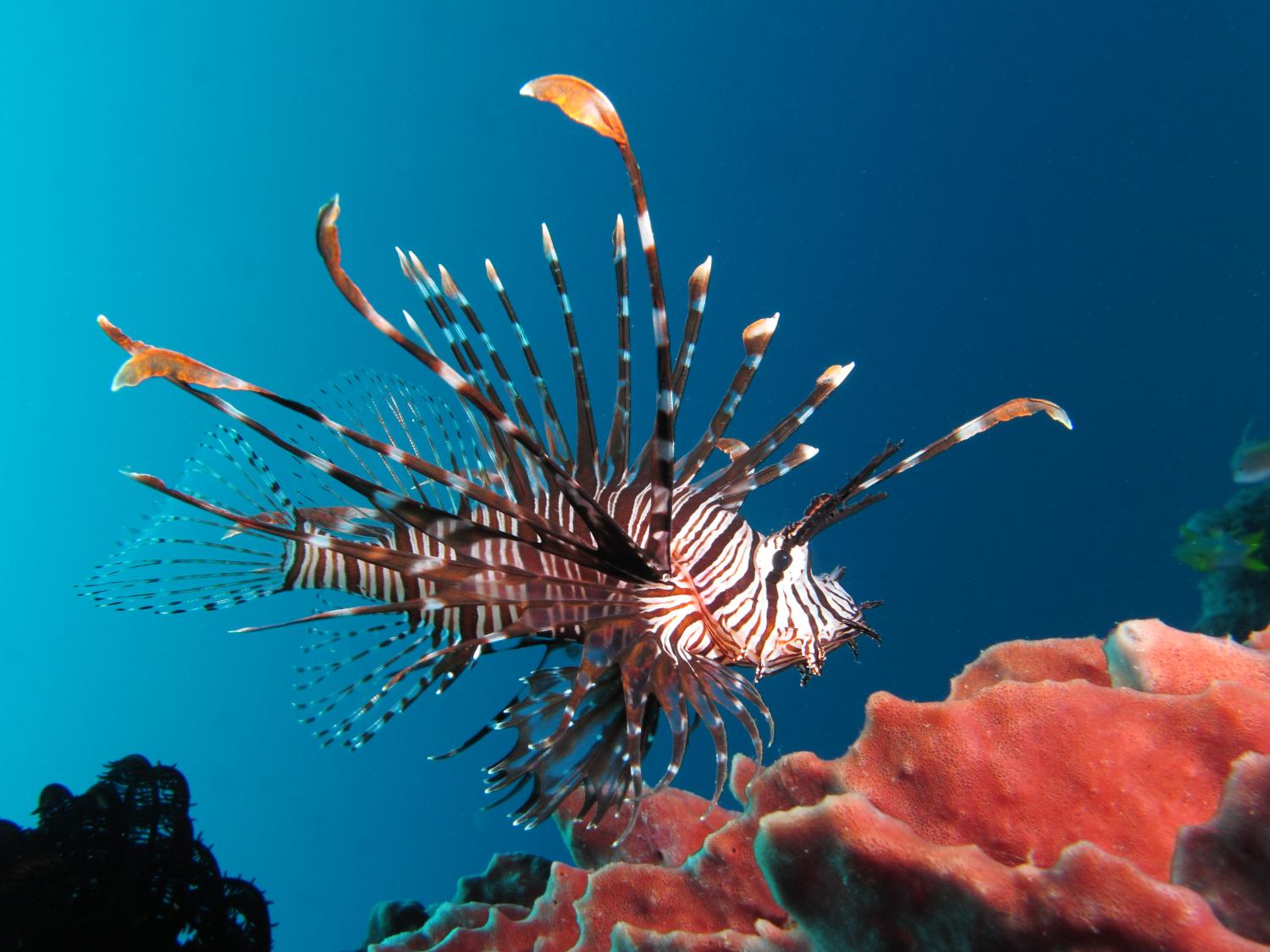 How many eggs do lionfish lay