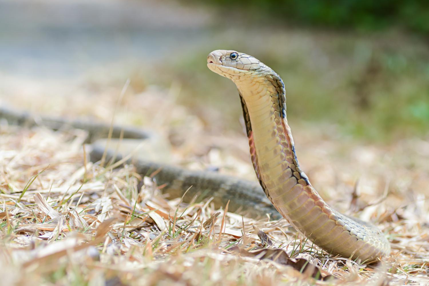 king cobra snake eating
