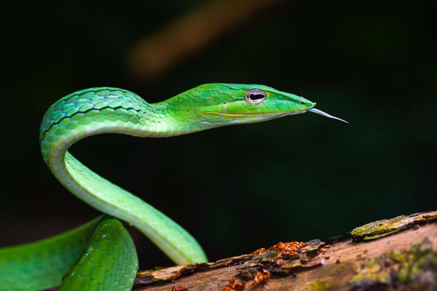 Oriental Whip Snake (ahaetulla Prasina)