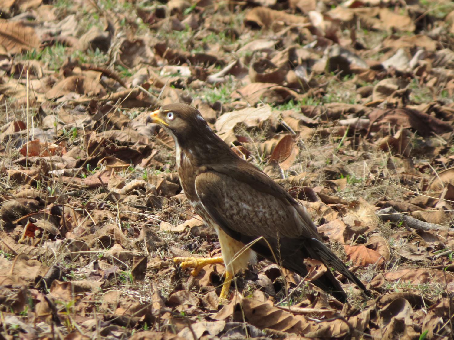 white eyed buzzard