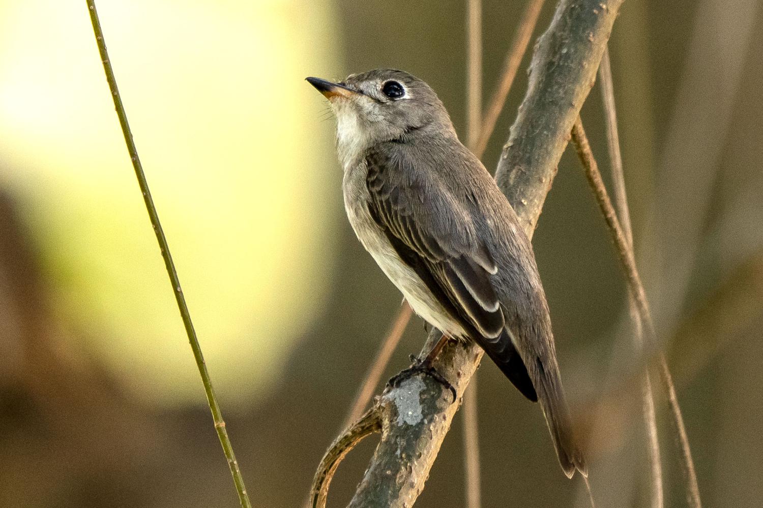 Asian brown flycatcher - Wikipedia