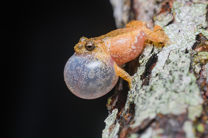 List of amphibian species in Thailand