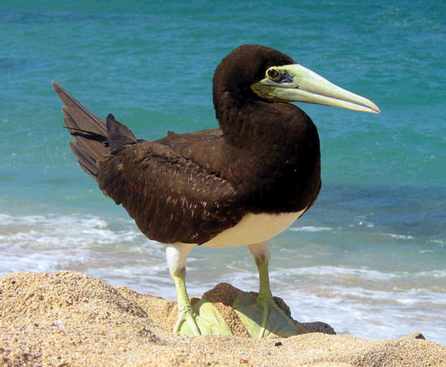 Brown Booby Sula Leucogaster