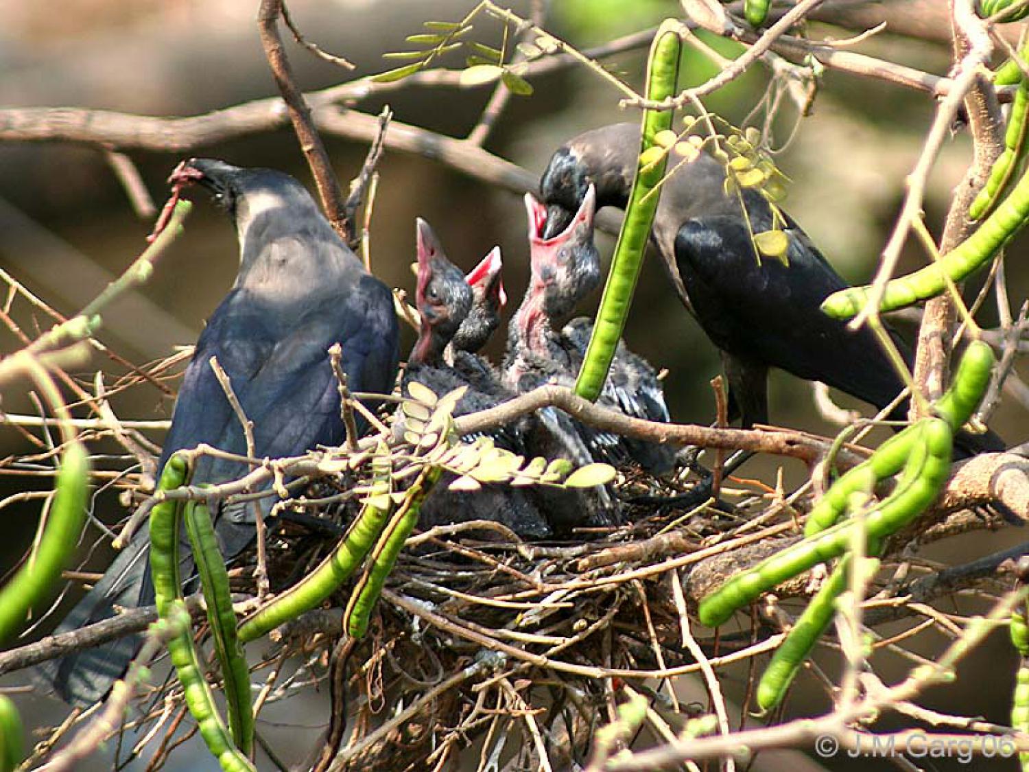 House Crow Corvus Splendens 