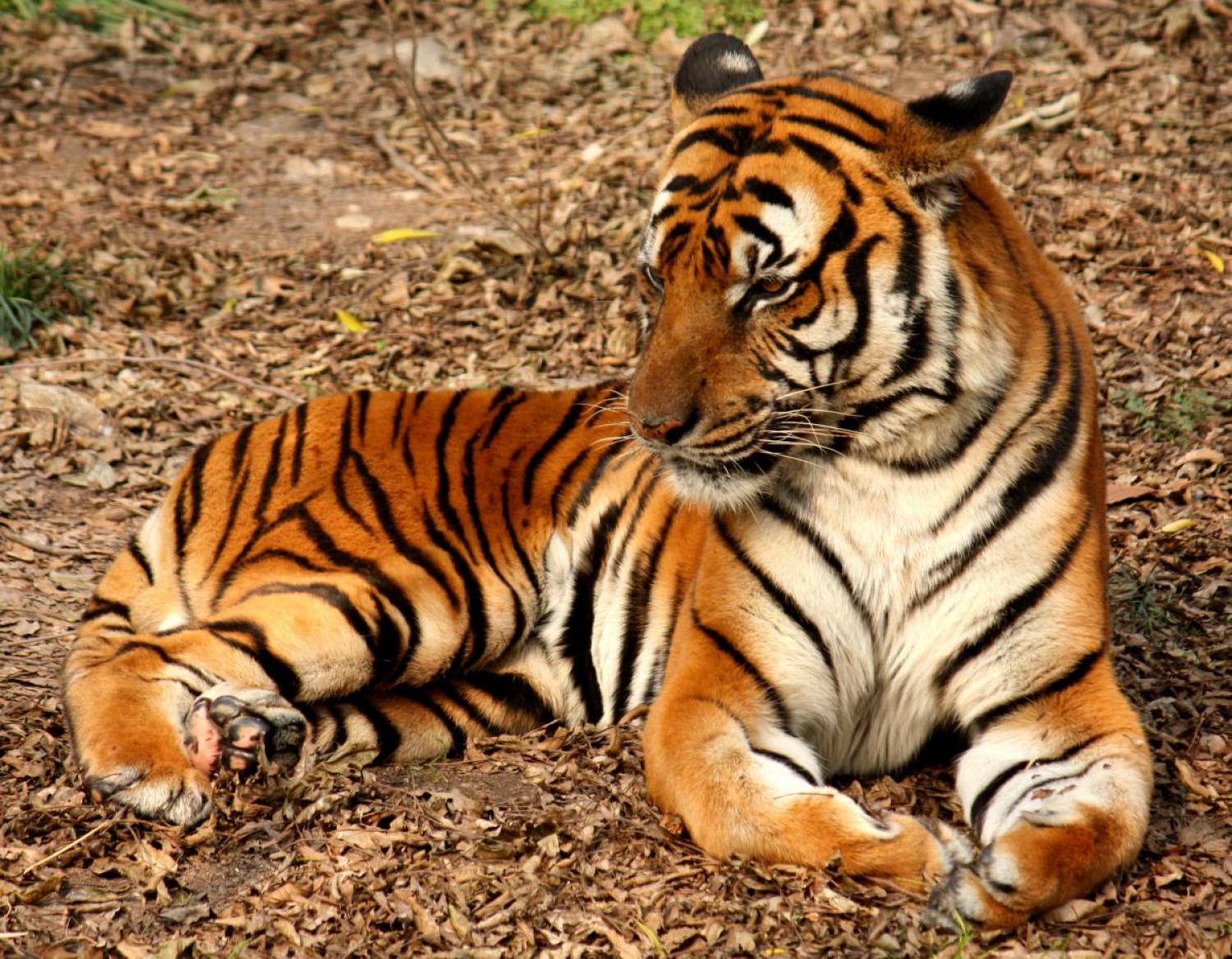 Tiger Light Brown Leggings - Deep Savanna