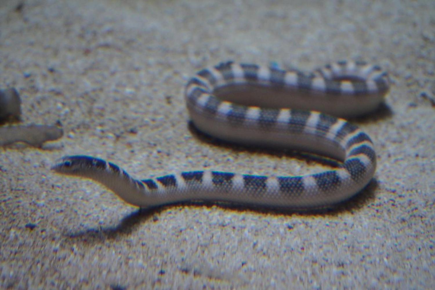 Ornate reef sea snake (Hydrophis ornatus)