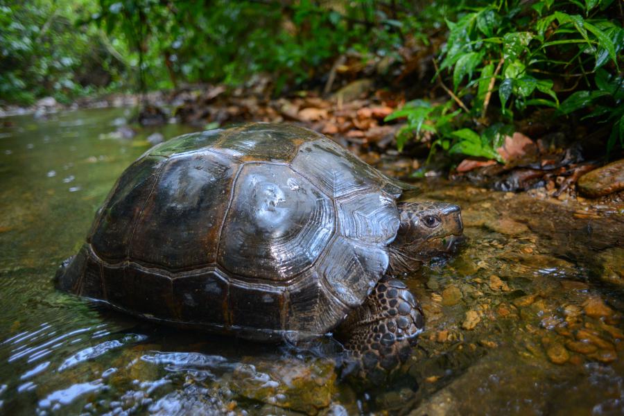 Kaeng Krachan National Park