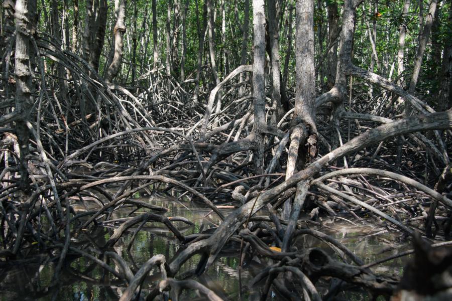 Pran Buri Forest Park