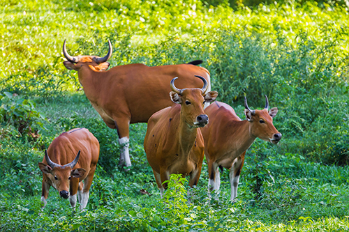 Huai Kha Khaeng Wildlife Sanctuary