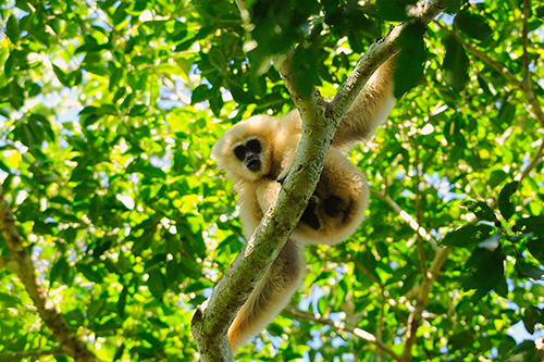 Phu Khiao Wildlife Sanctuary