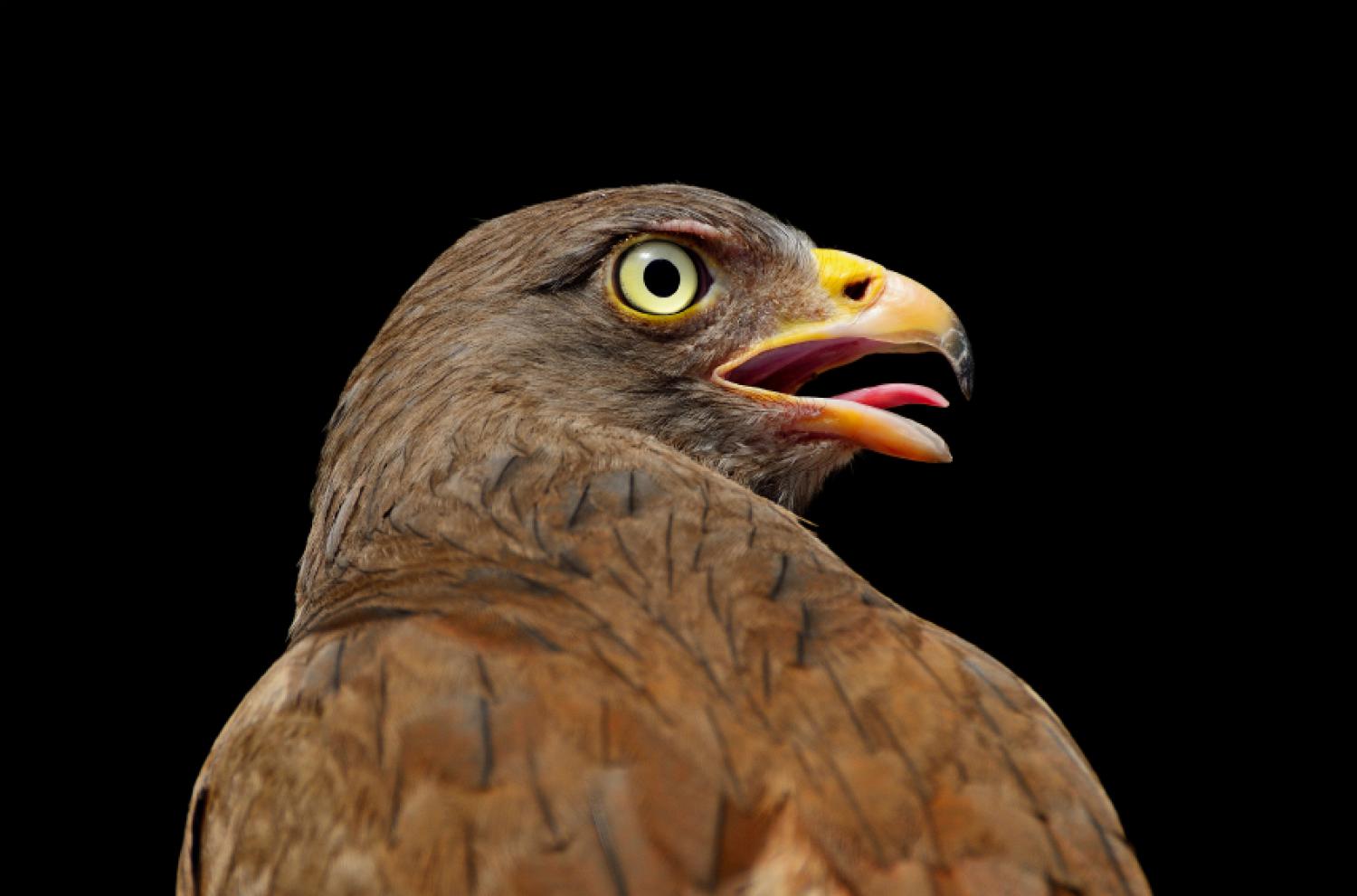 Rufous-winged buzzard (Butastur liventer)