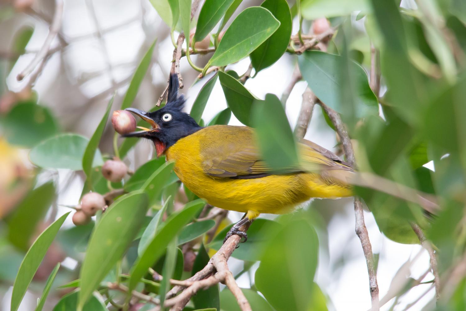 Black-crested bulbul (Rubigula flaviventris)