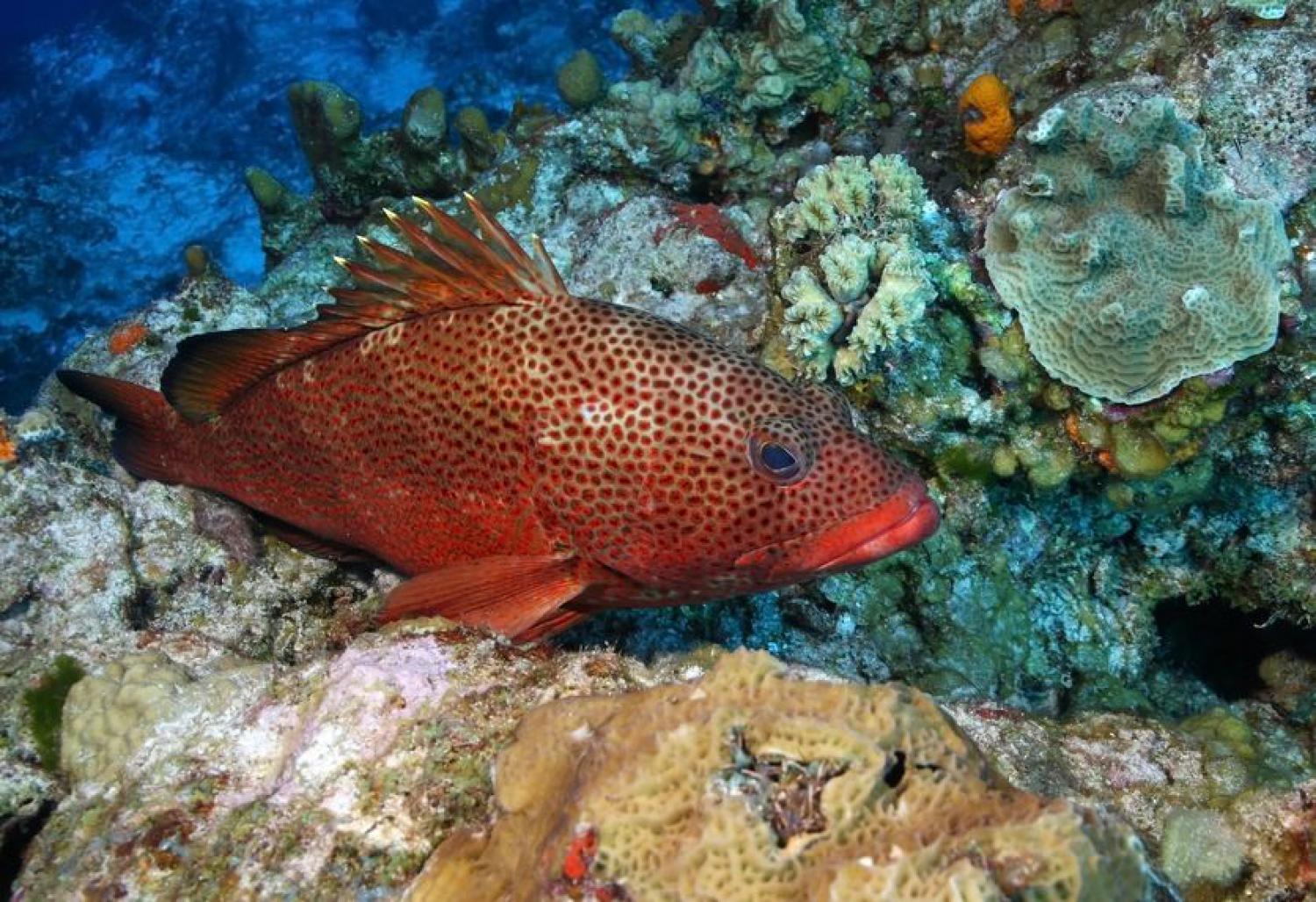 Coral hind (Cephalopholis miniata)