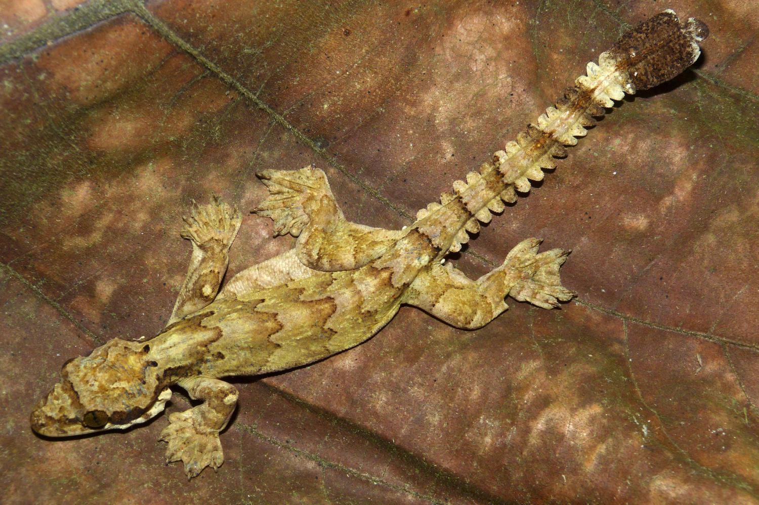 Kuhl's parachute gecko (Gekko kuhli)