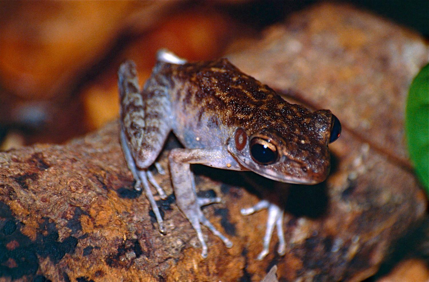 Baram river frog (Hylarana baramica)