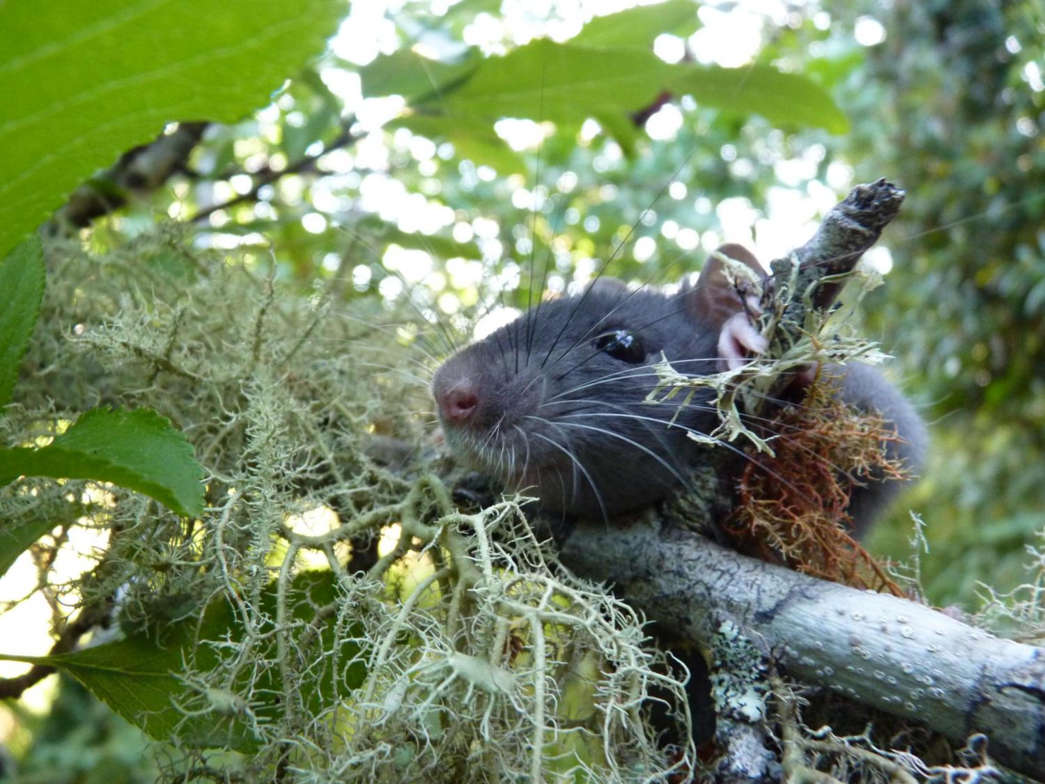 Black rat (Rattus rattus)