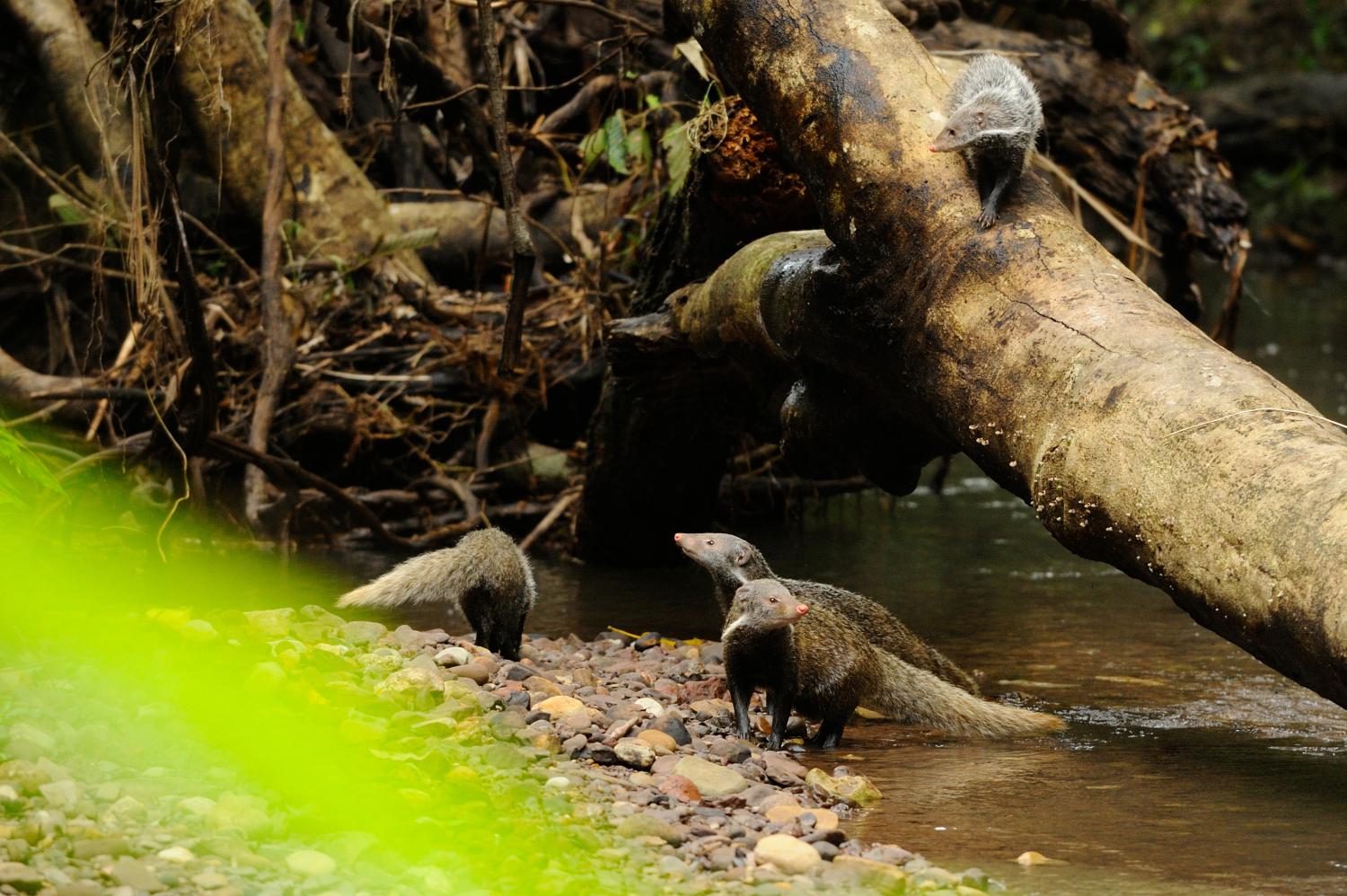 Crab-eating mongoose (Herpestes urva)