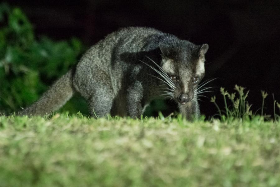 Masked Palm Civet (Paguma Larvata)