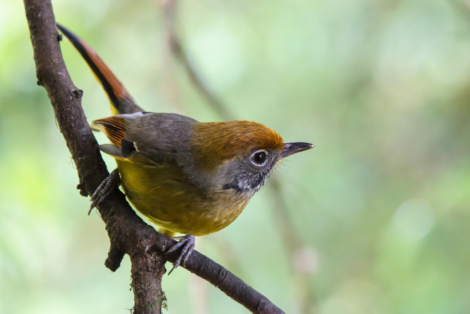 Chestnut-tailed minla (Chrysominla strigula)