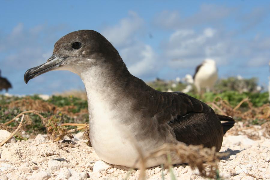 Wedge-tailed shearwater (Ardenna pacifica)