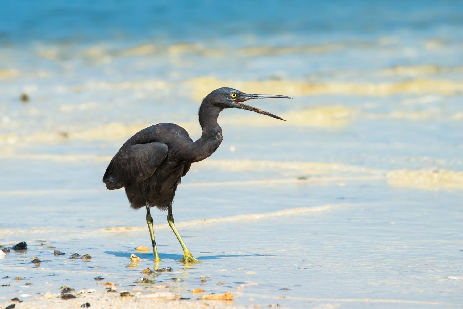 Pacific reef egret (Egretta sacra)