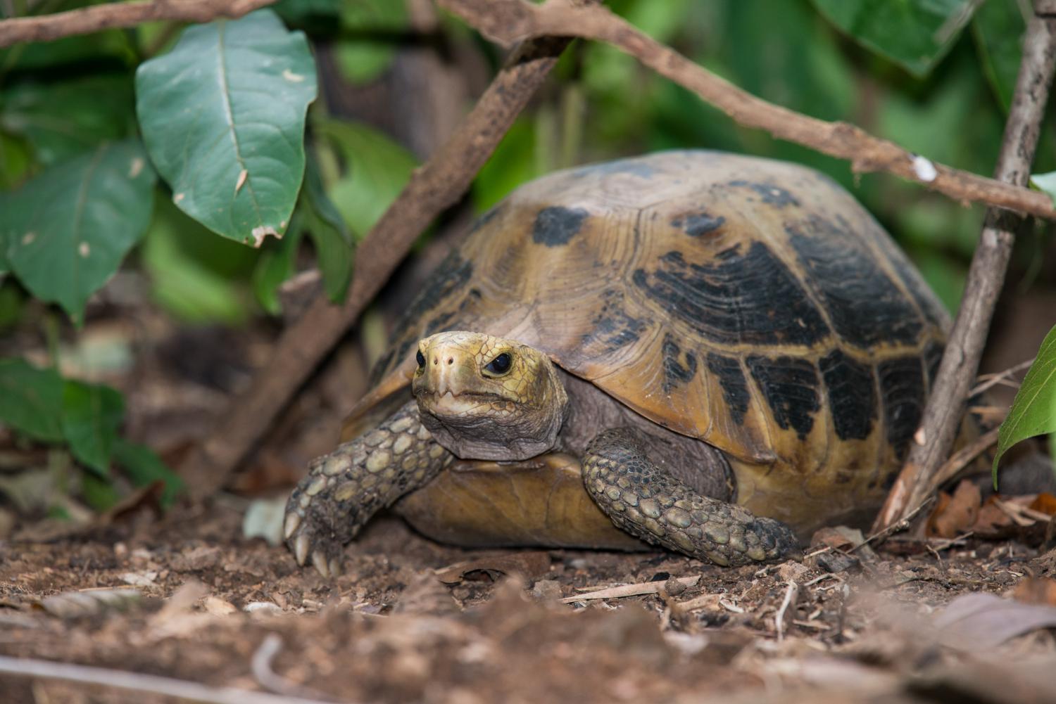 Elongated tortoise (Indotestudo elongata)