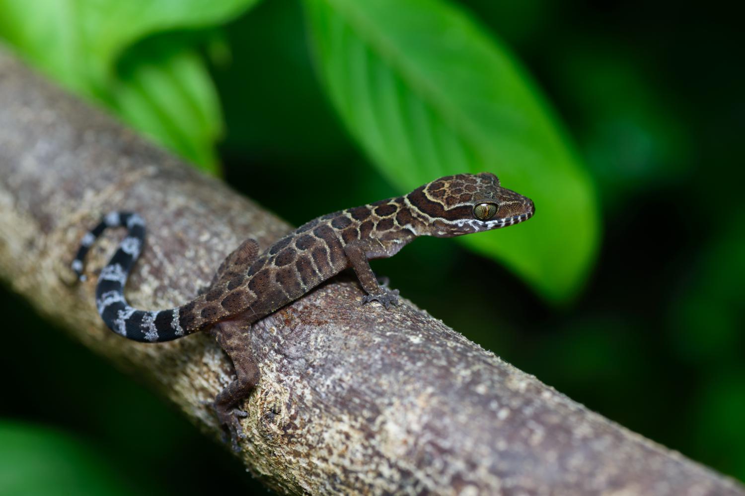 Spotted bent-toed gecko (Cyrtodactylus zebraicus)