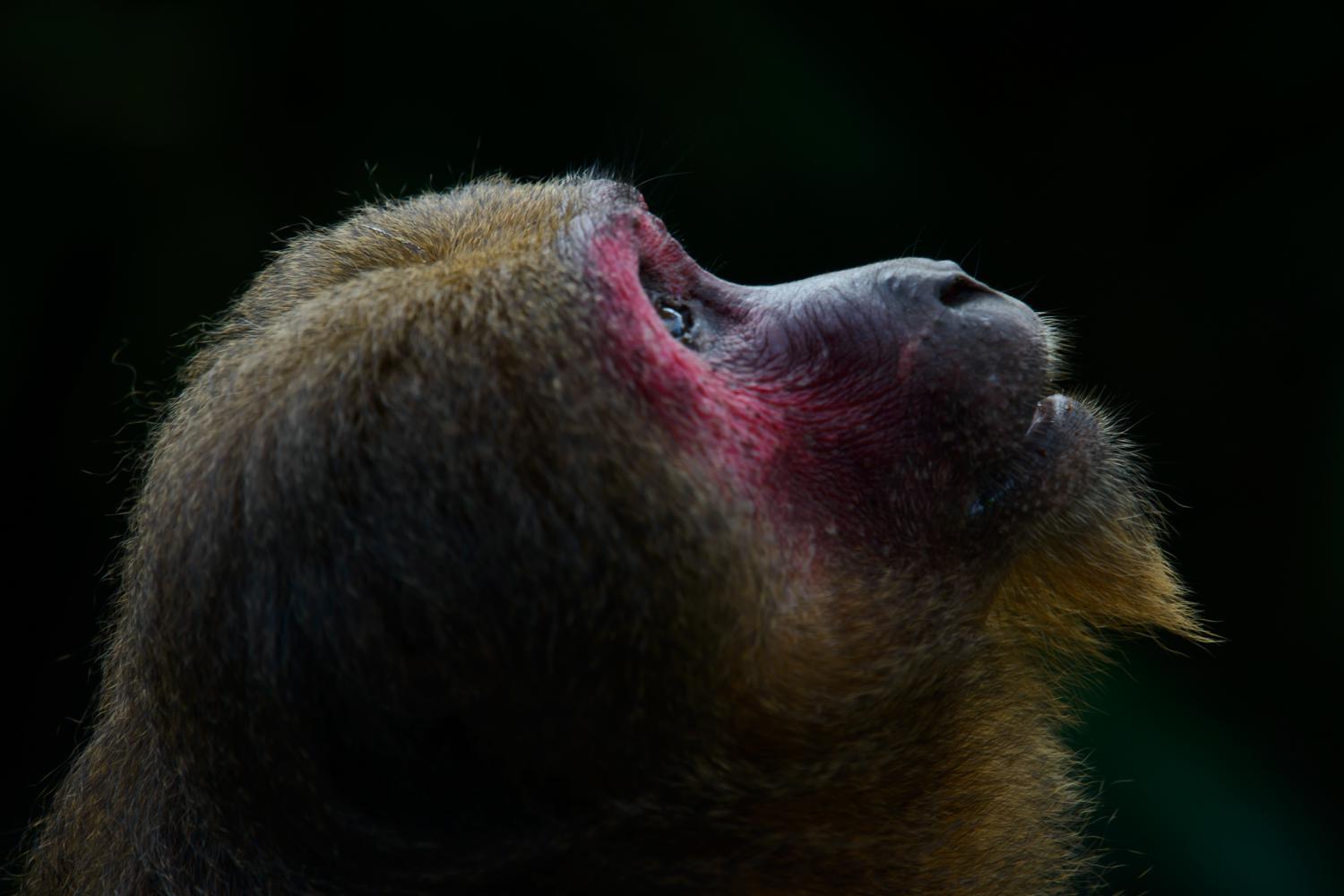 Stump-tailed macaque (Macaca arctoides)