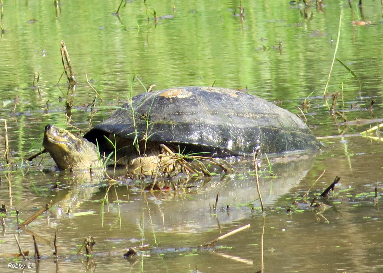 Yellow-headed temple turtle (Heosemys annandalii)