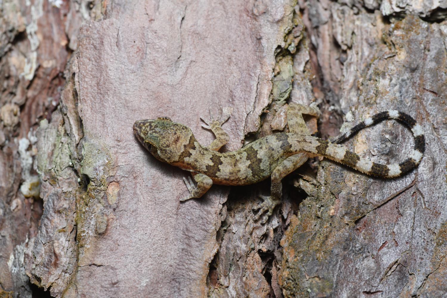 Ulber's bent-toed gecko (Cyrtodactylus interdigitalis)