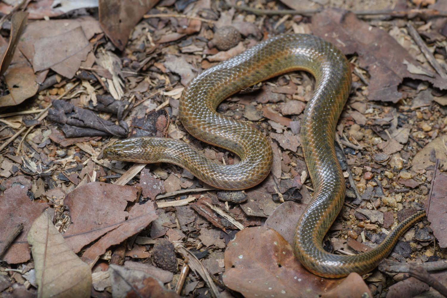 Mekong mud snake (Enhydris subtaeniata)