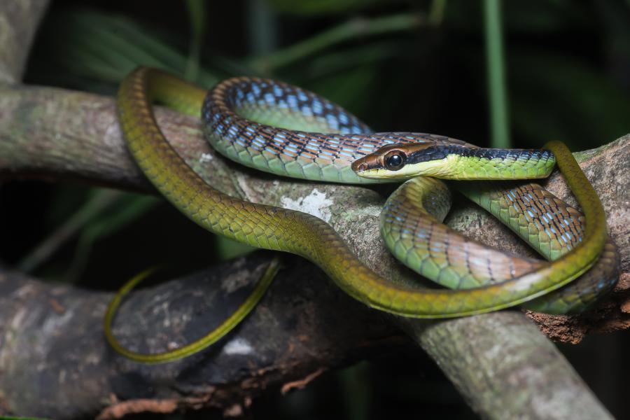 Wall's bronzeback (Dendrelaphis cyanochloris)